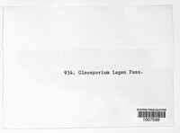 Gloeosporium orbiculare image